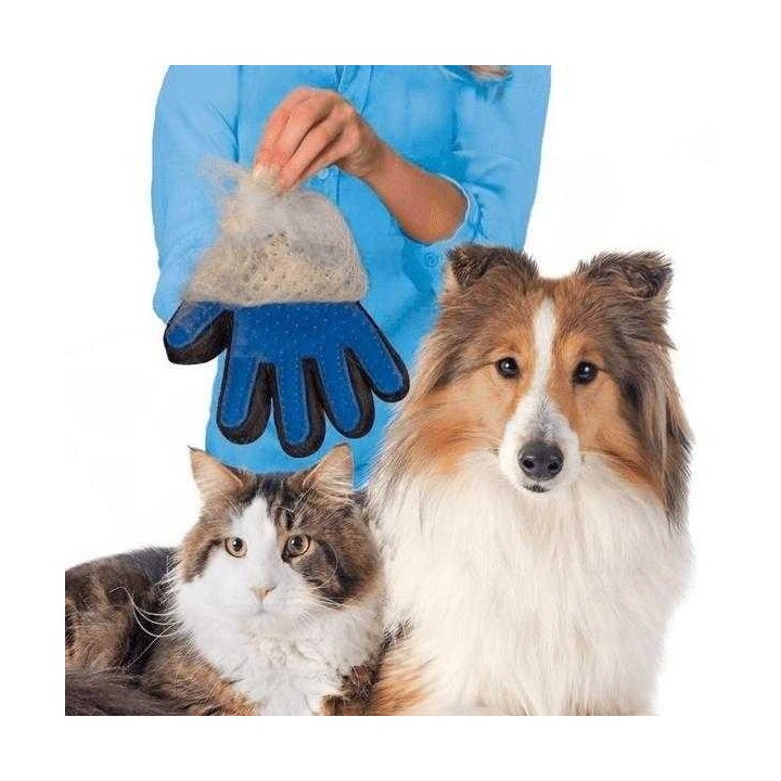 Comment nettoyer les poils de votre chien un peu partout chez vous