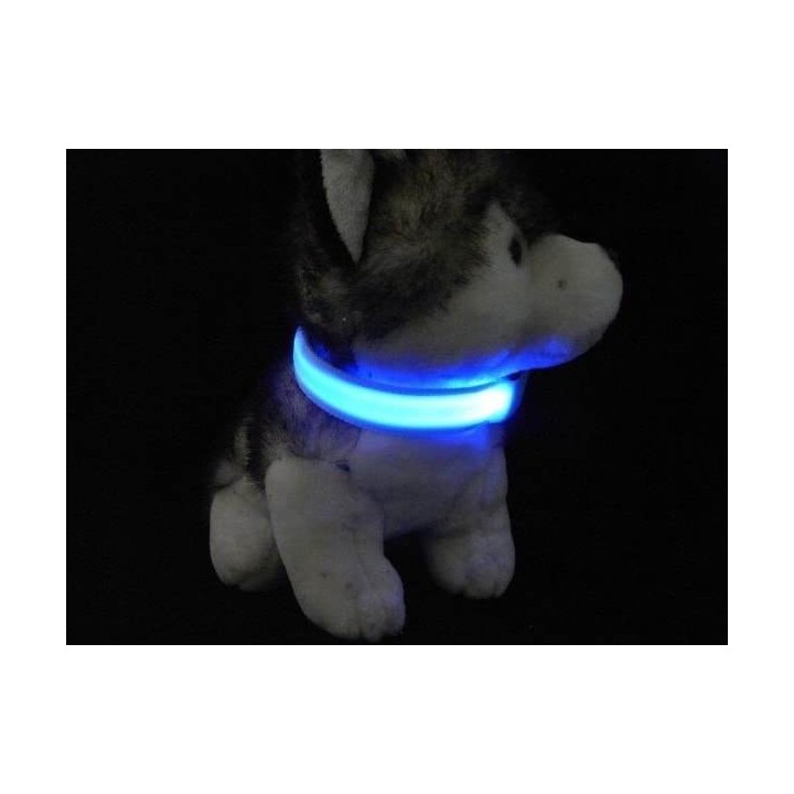Collier chien