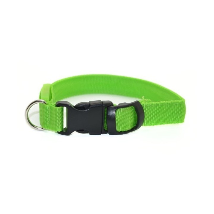 collier chien personnalisé