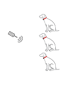 Pour 3 chiens